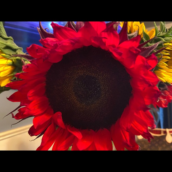 Meet your Posher, Lisa - Picture 2 of 2